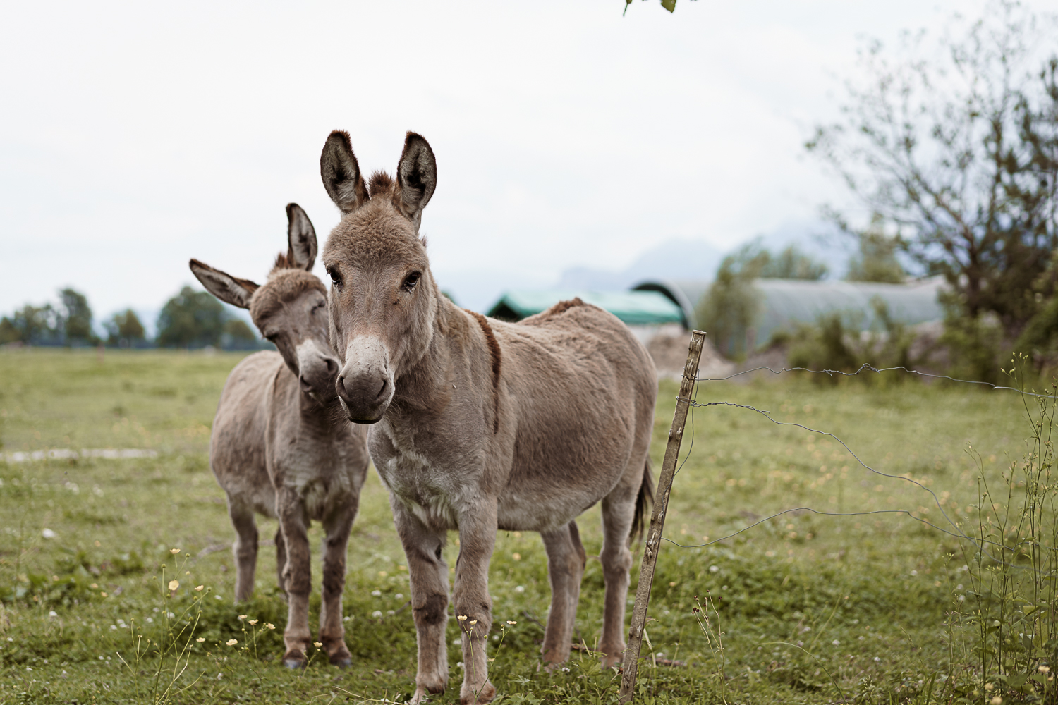 Besuch Bauernhof Steigmatt
